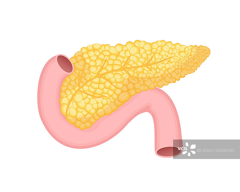 胰腺孤立白底药图片素材