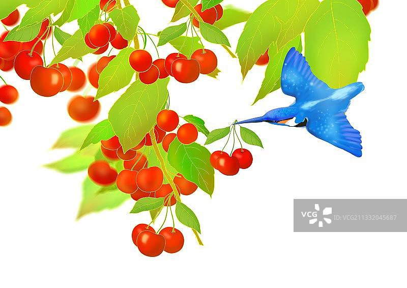 夏天水果大樱桃车厘子图片素材