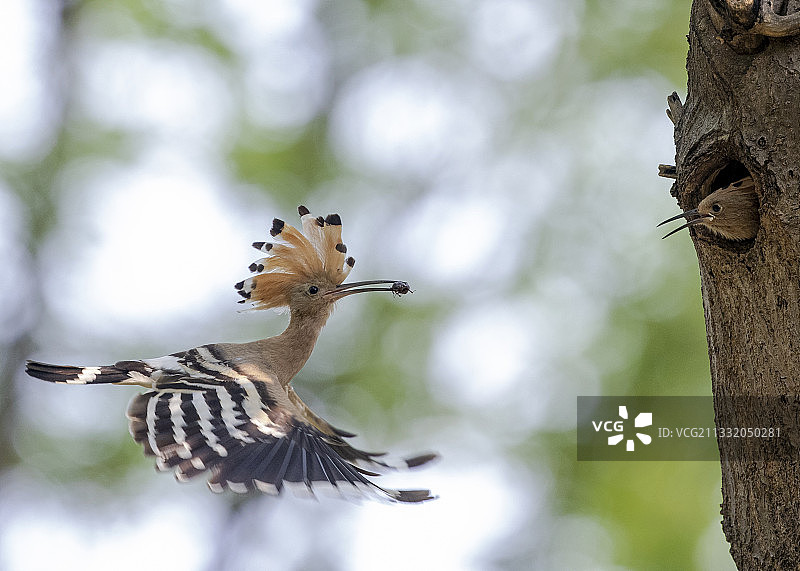 妈妈来啦！图片素材