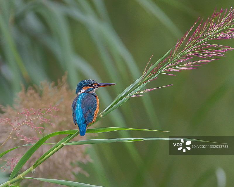 普通翠鸟图片素材