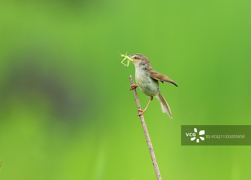 小青虫图片素材