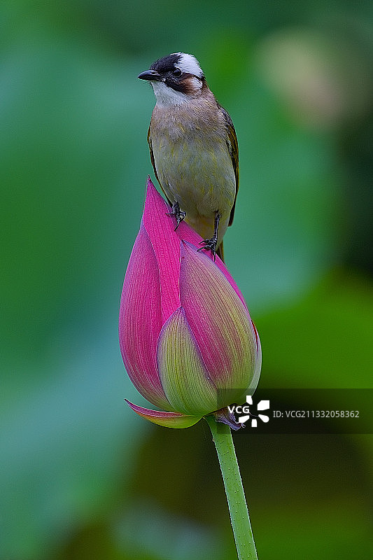 可爱的白头翁图片素材