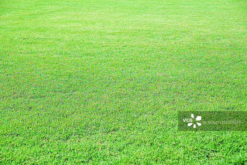 翠绿的草地背景图片素材