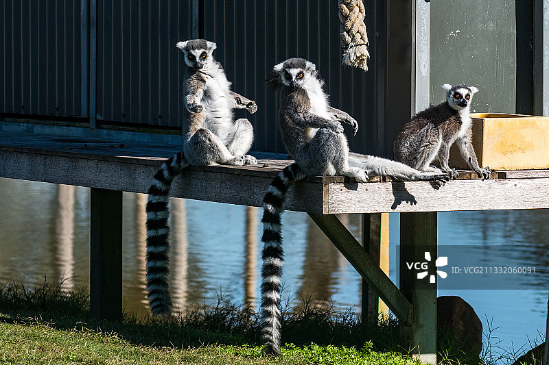 环尾狐猴 Ring-tailed Lemur图片素材