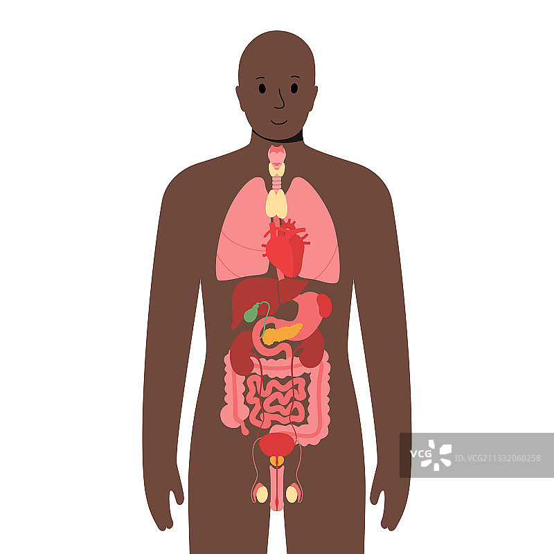 男性身体内部器官图片素材