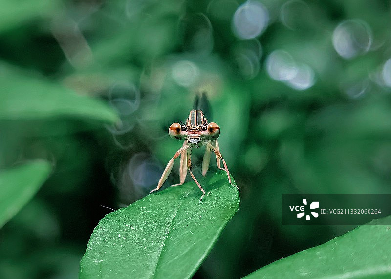 一双美丽的大眼睛图片素材