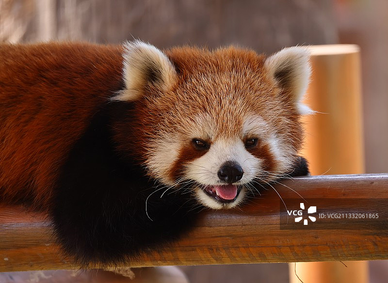 可爱的小熊猫笑什么呢？图片素材