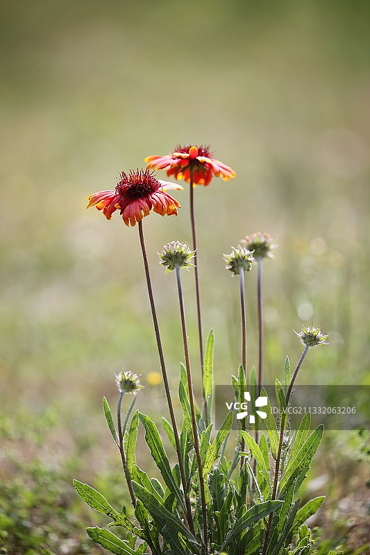 宿根天人菊图片素材