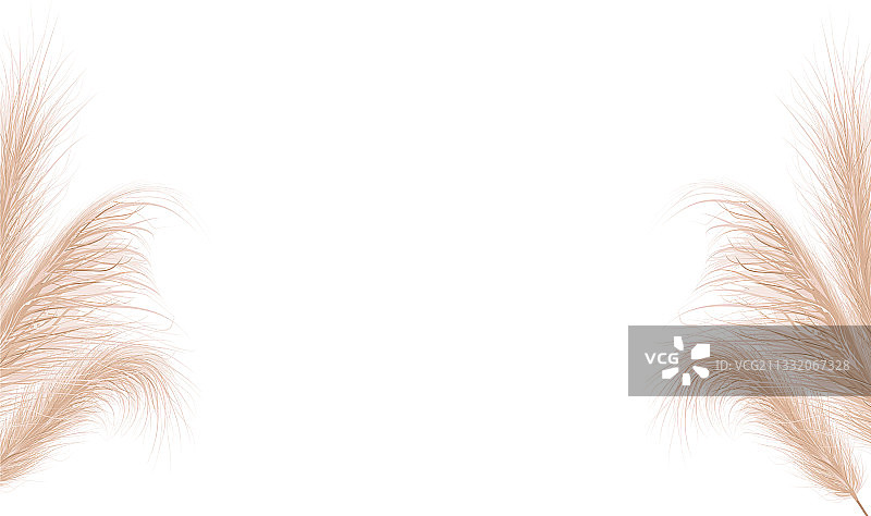 天然干潘帕斯草花卉装饰图片素材