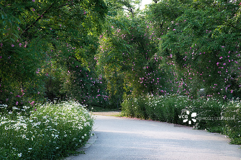 阳光照亮玫瑰花朵点缀的公路，路两旁绿树成荫图片素材