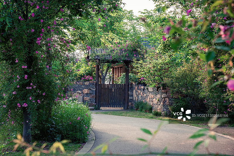 阳光照亮玫瑰花朵点缀的公路，路两旁绿树成荫图片素材