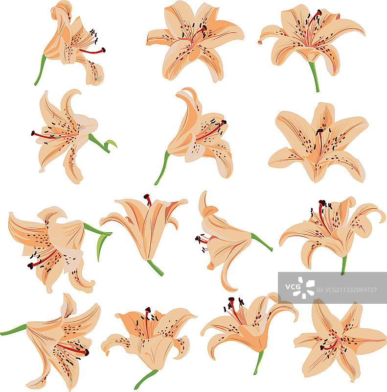 百合花卉组合图片素材