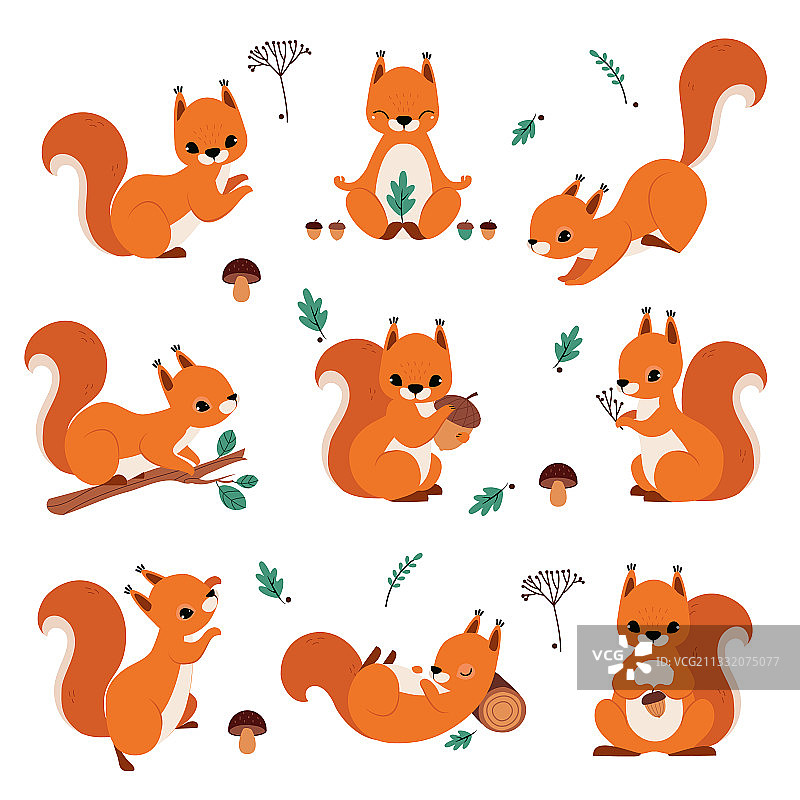 可爱的红松鼠拿着橡子坐在地上图片素材