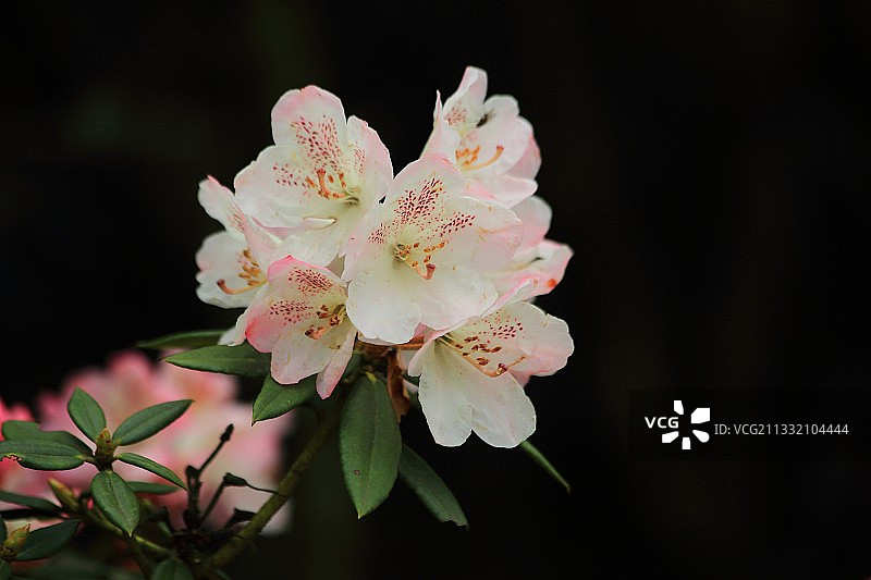 云南高山杜鹃图片素材