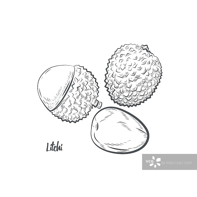 荔枝水果素描图片素材