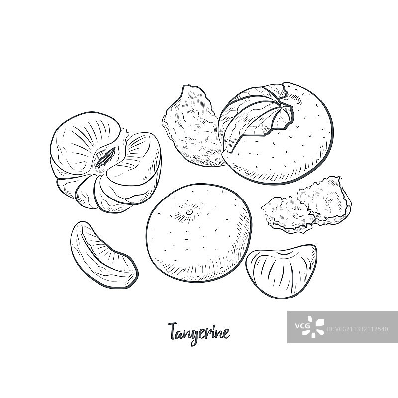 橘子水果素描图片素材