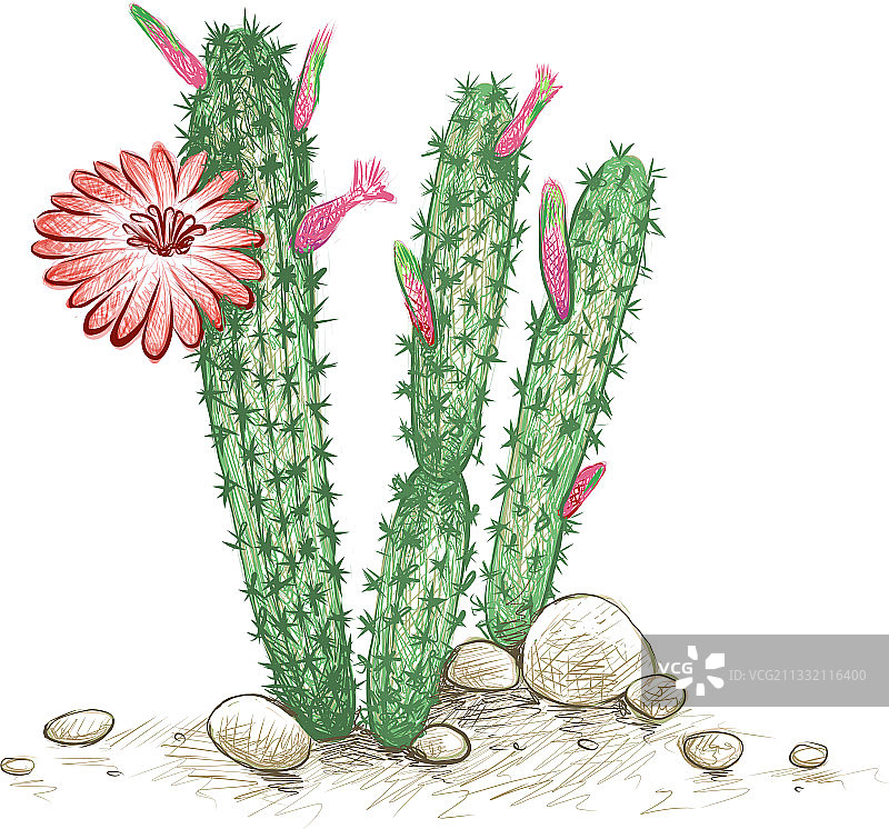 手绘素描鞘花图片素材