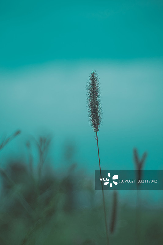 狗尾巴草图片素材