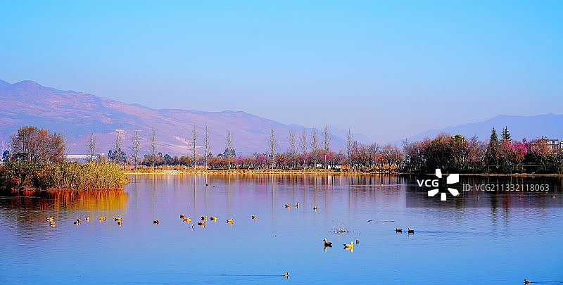 春江水暖鸭先知图片素材