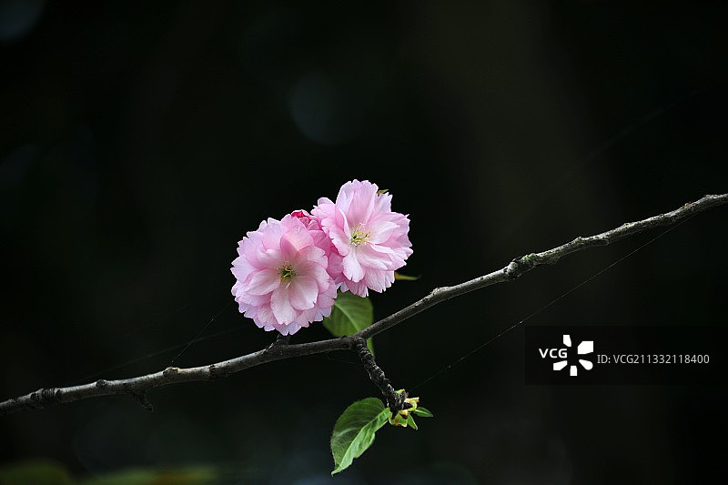 垂枝樱花图片素材