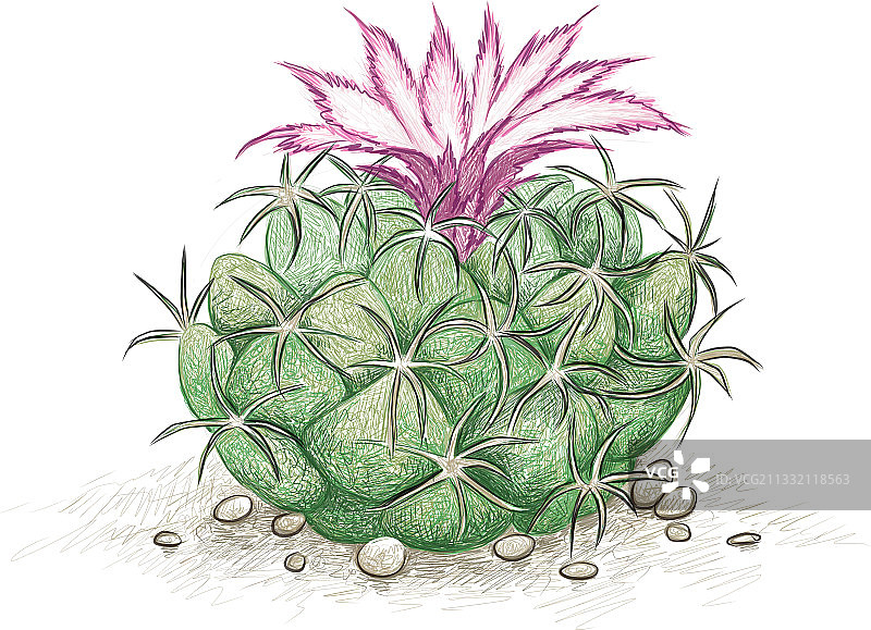 手绘圆筒仙人掌植物素描图片素材