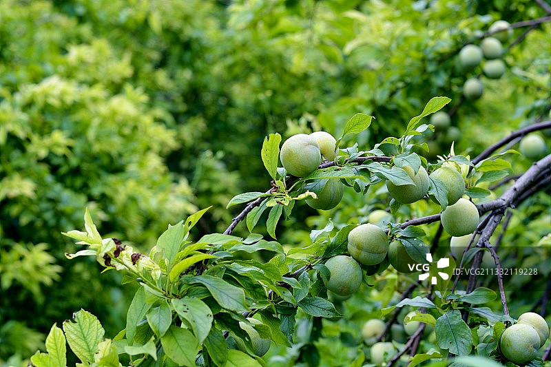 李子图片素材