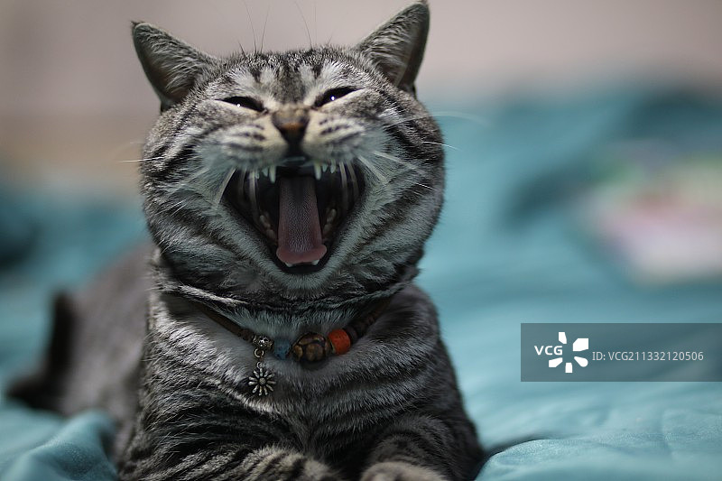 我发威的时候像老虎吗？图片素材