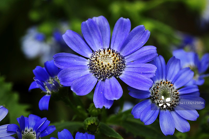 瓜叶菊图片素材