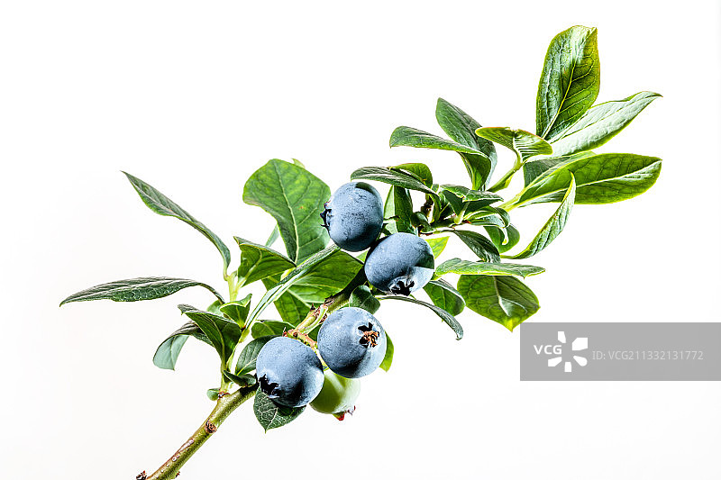 白色背景上蓝莓果实图片素材