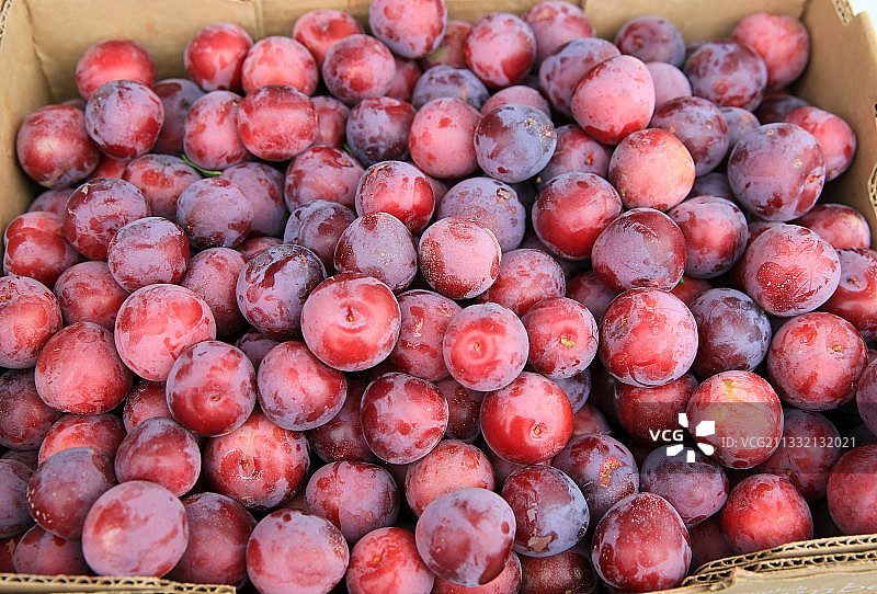 新鲜的李子图片素材