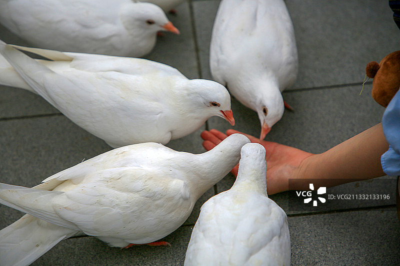 喂食广场鸽白鸽图片素材