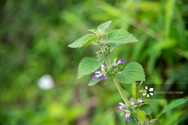 生长的中草药广防风图片素材