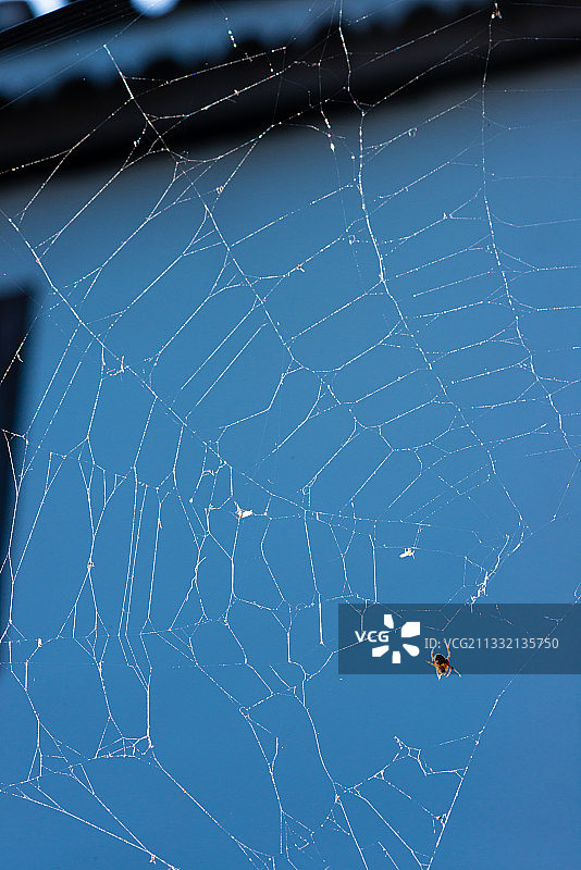 被阳光照得通透的一只蜘蛛在它织好的网中央等待着猎物图片素材