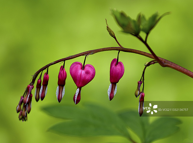 萧红故居荷包牡丹图片素材