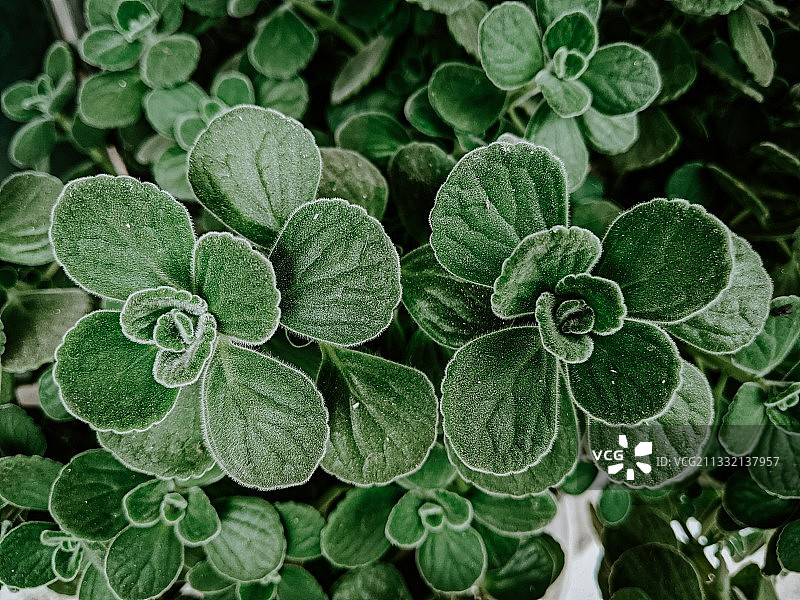 碰碰香多肉植物图片素材