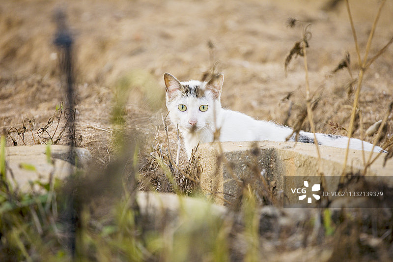 户外拍摄的野猫图片素材