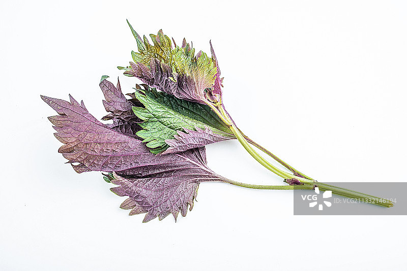 新鲜紫苏图片素材
