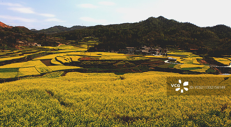 贵州安顺龙宫油菜花田图片素材