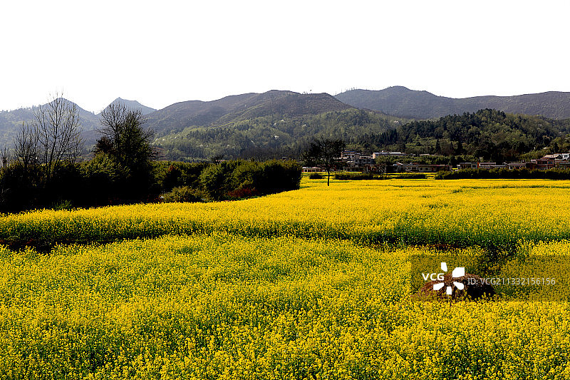 贵州安顺龙宫油菜花田图片素材