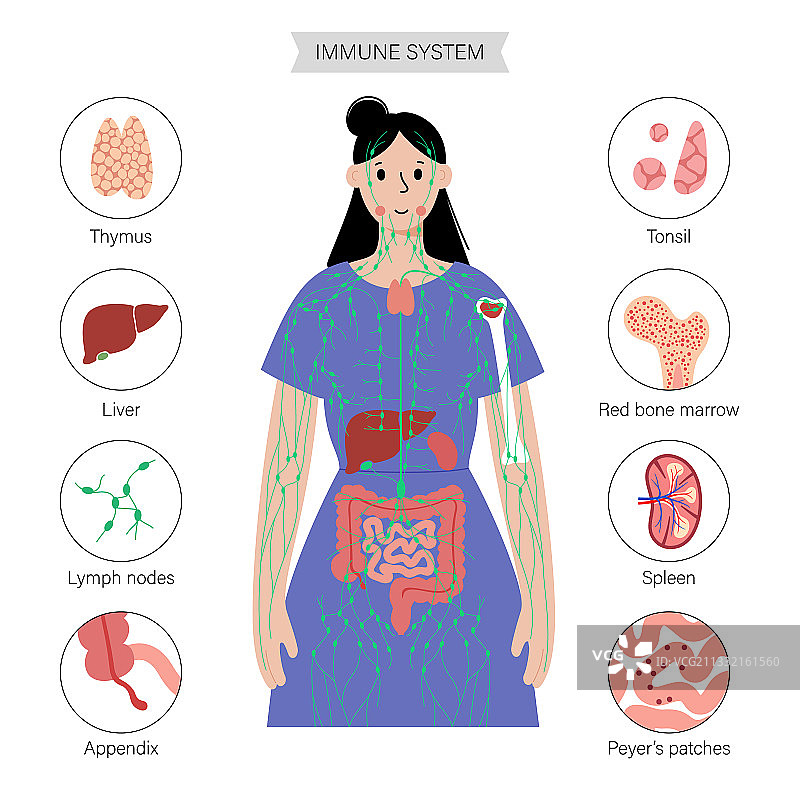 人体淋巴系统图片素材