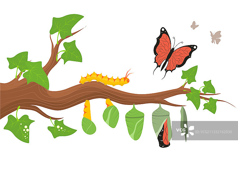 卡通彩色毛毛虫变身过程图片素材