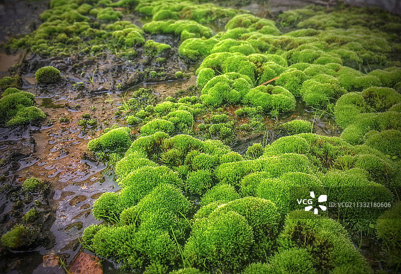 微型湿地图片素材