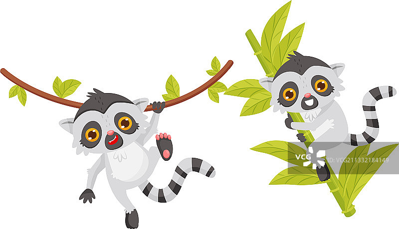 可爱的狐猴，长条纹尾巴的灵长类动物图片素材