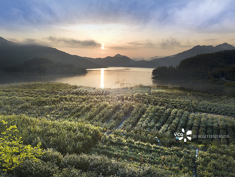 六安茶园图片素材