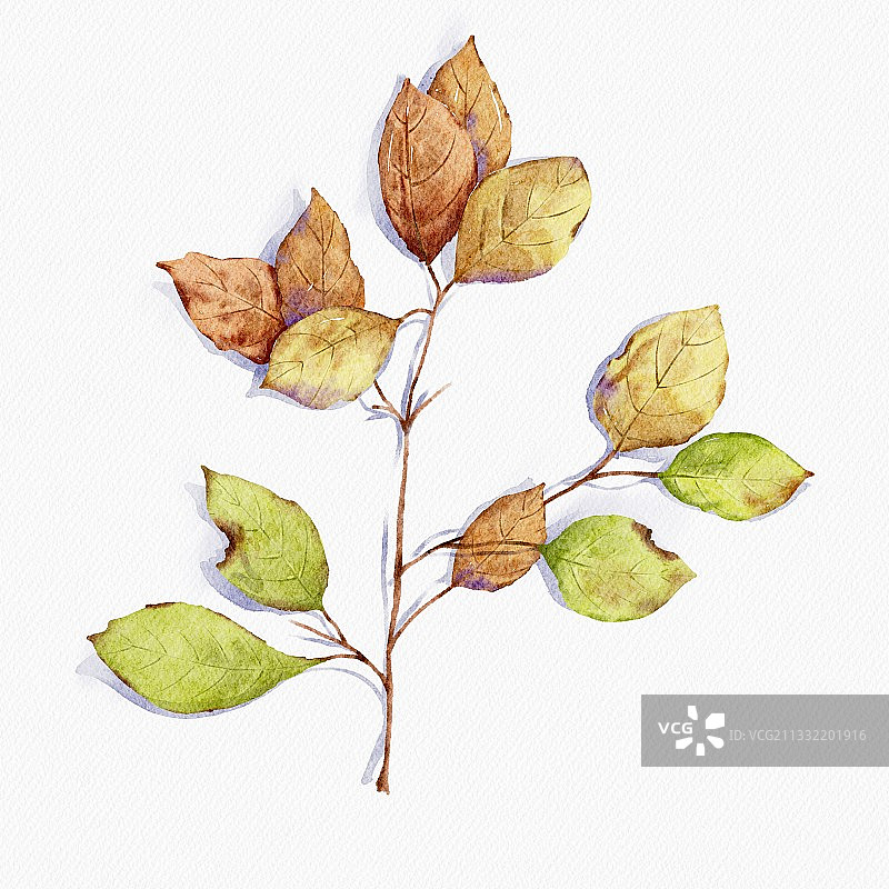 水彩树叶插画图片素材