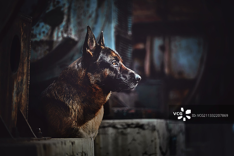 安静的德国牧羊犬图片素材