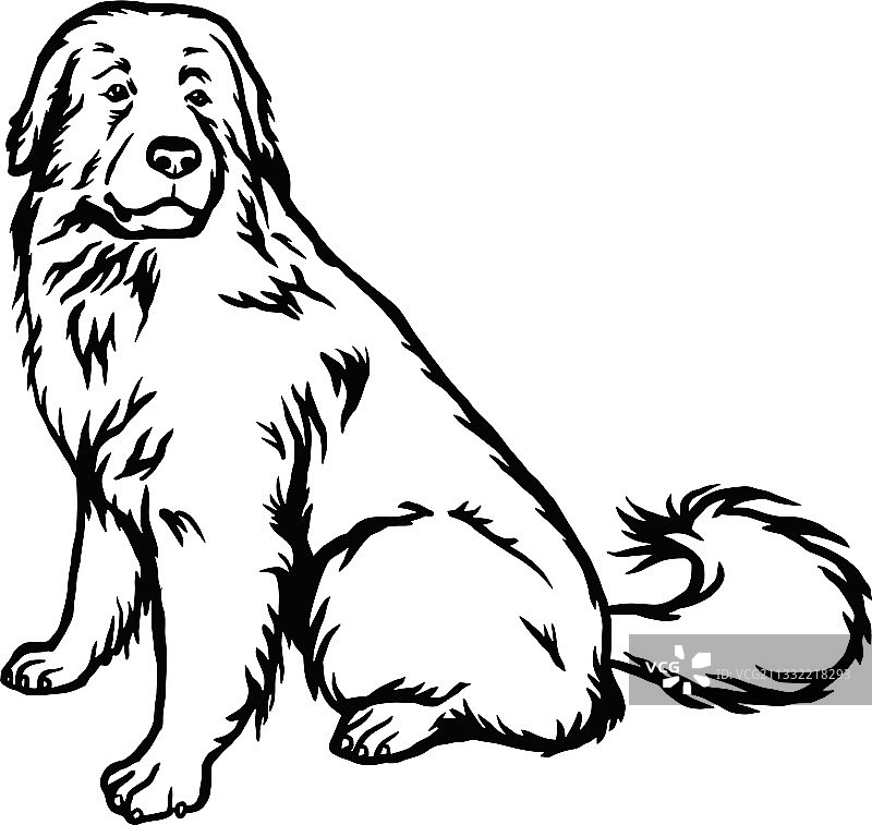 大比利牛斯犬图片素材