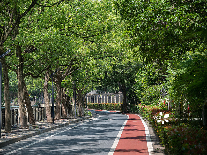 夏日绿色森林道路图片素材
