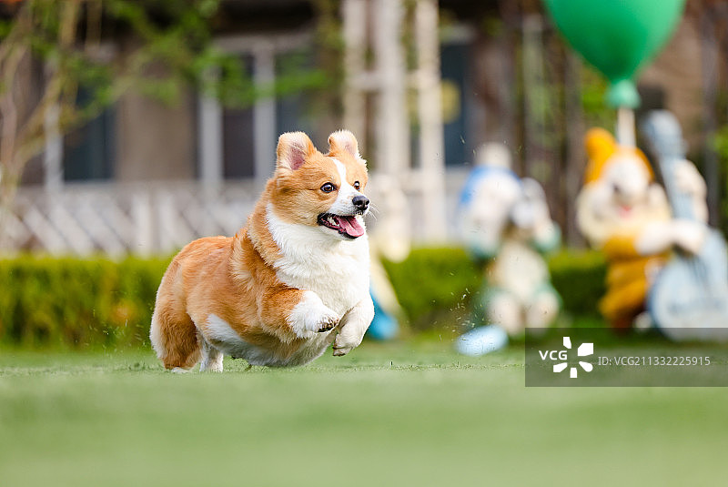 奔跑的柯基犬图片素材