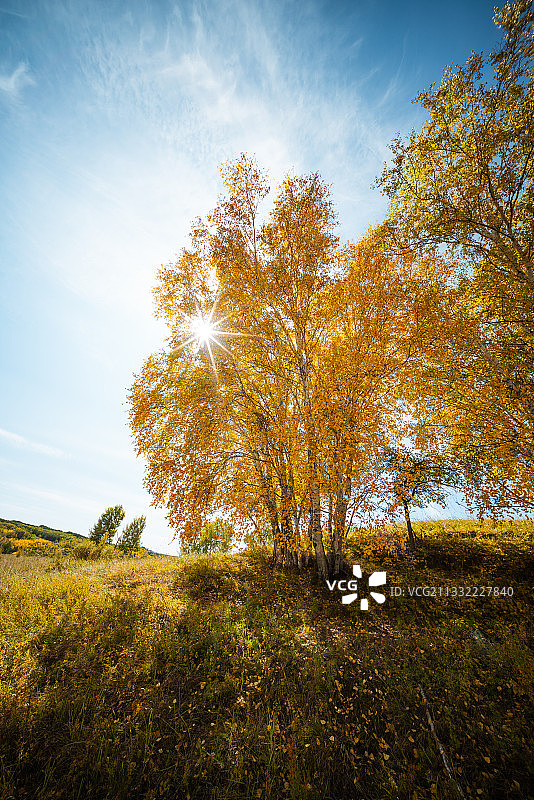 秋天的白桦树图片素材